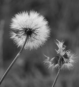 Photo 733420