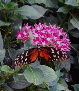 Photo 748247